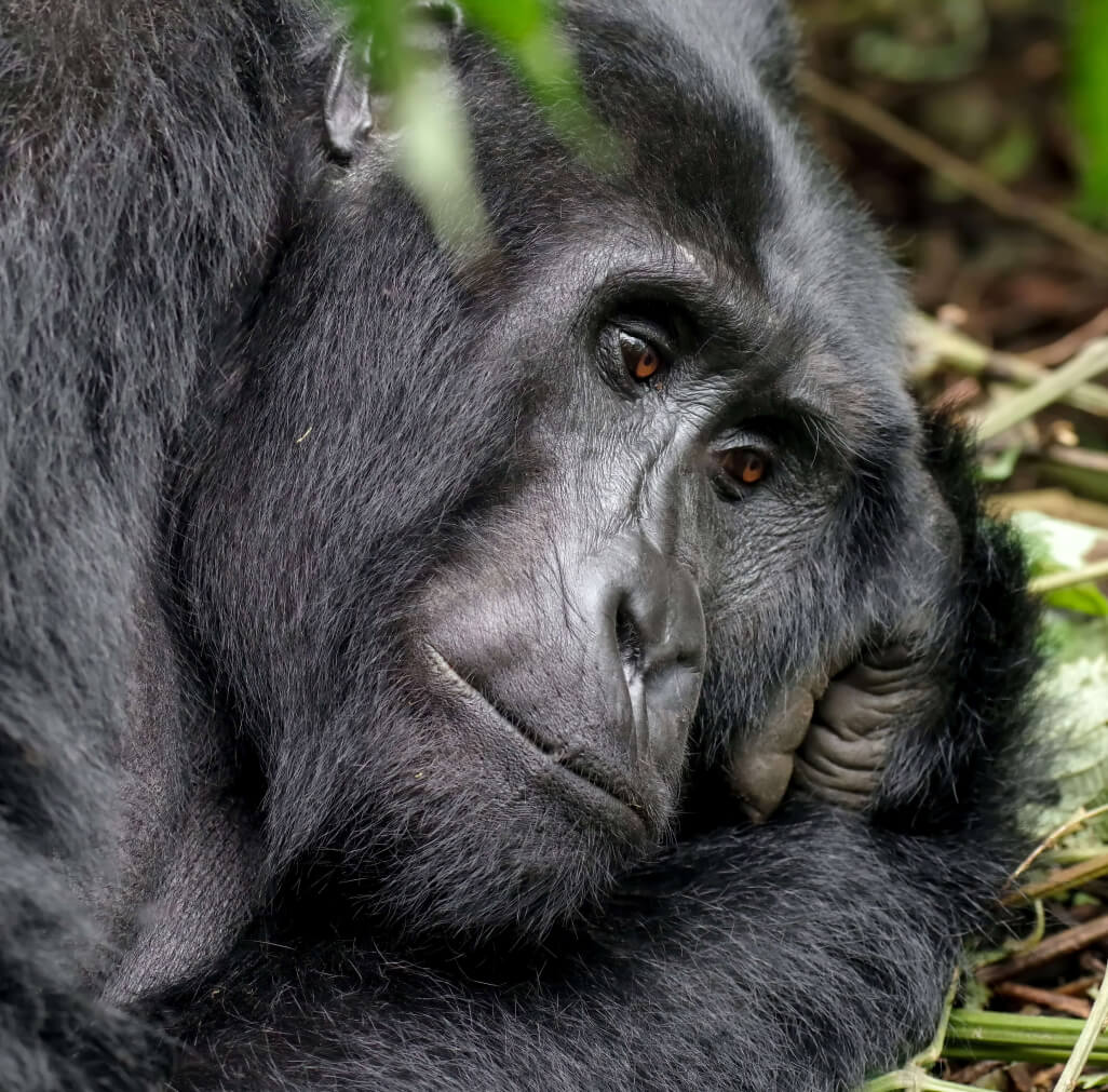 Tanzania